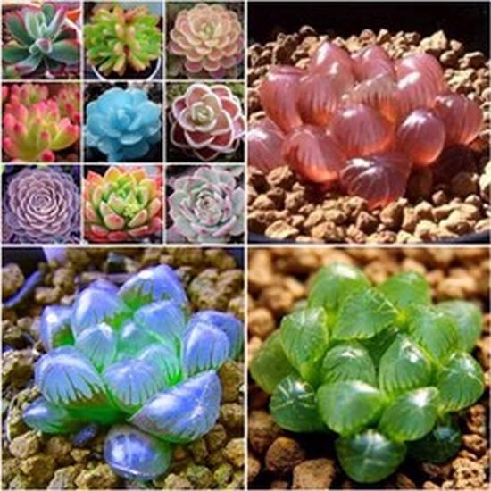 Hạt giống Sen đá Kim cương (gói 20 hạt)