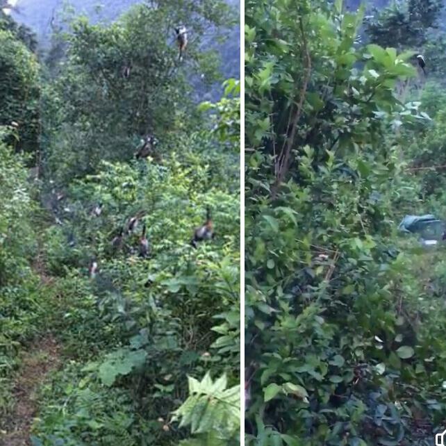 Lưới bẫy chim tàng hình cước thái lan dài 30m cao 5m mắt 3p 5 dây 4 túi