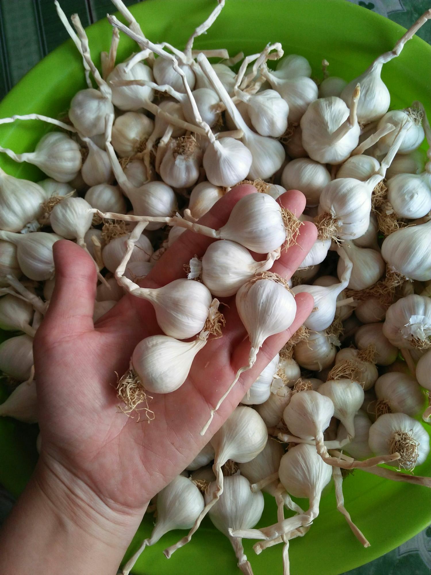 TỎI LÝ SƠN CHÍNH GỐC( 1KG )