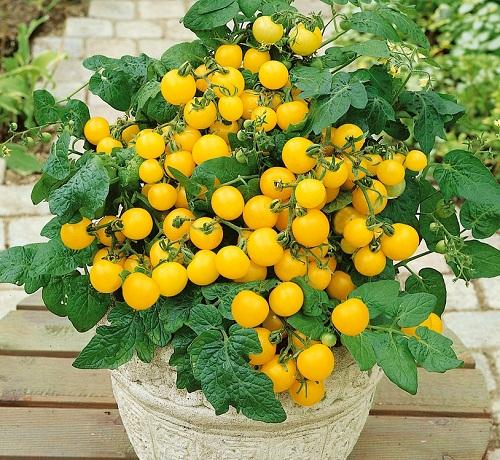 Gói 20 Hạt giống Cà chua bi Lùn Vàng (tặng gói kích nẩy mầm và hướng dẫn)