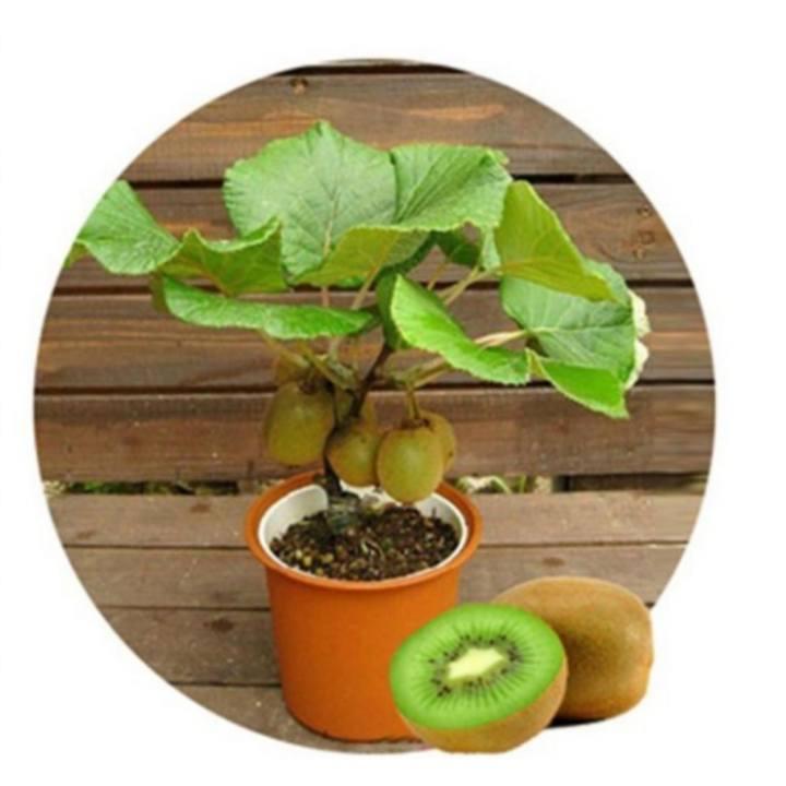 [Lấy mã giảm thêm 30%] Hạt giống Kiwi (30 hạt)