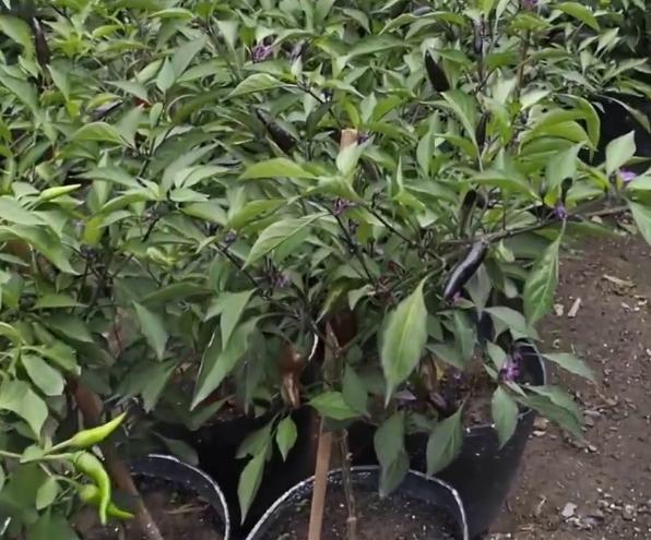 Combo 3 gói hạt giống Ớt tím