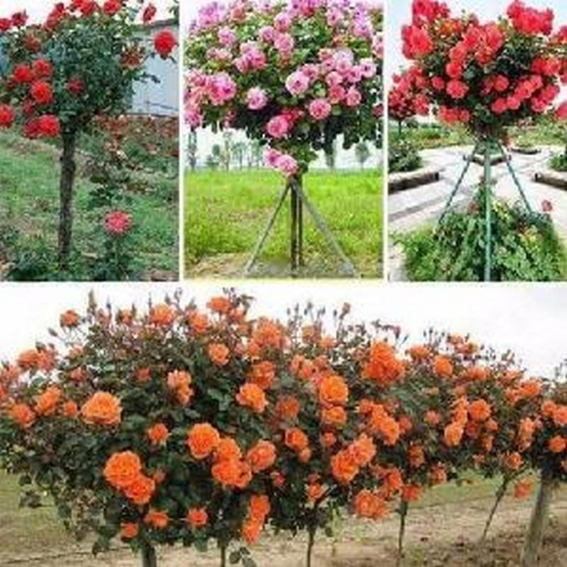 Siêu kích rễ, dưỡng rễ, mập cây, đâm chồi nhanh