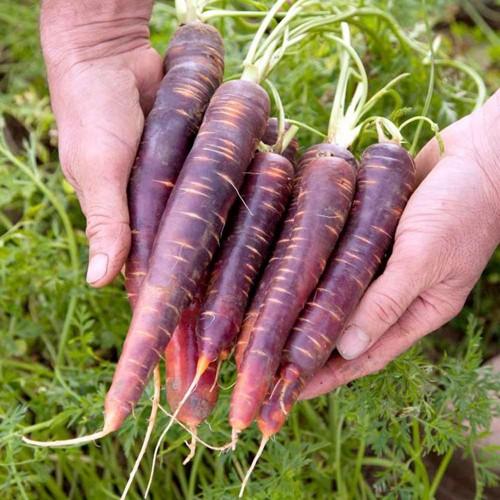 Gói 0,1g Hạt giống Cà Rốt Tím (tặng gói kích nẩy mầm và hướng dẫn)