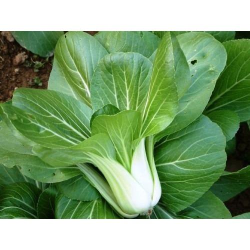 Gói 20g - Hạt Giống Cải Thìa Cọng Trắng Cao Sản Phú Nông Chất Lượng - Hạt Cải Bẹ Trắng tỉ lệ nảy mầm cao, sinh trưởng mạnh, kháng bệnh tốt VTNN Nông Điền Trang