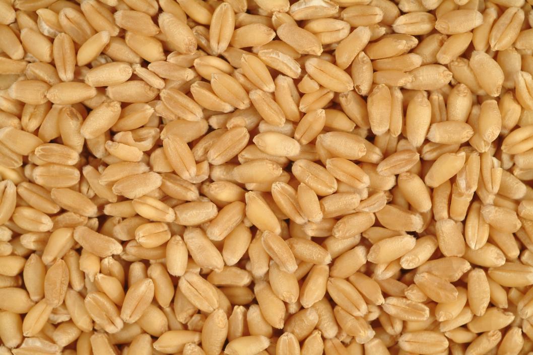 Hạt giống cỏ lúa mì (lúa mạch) 1Kg