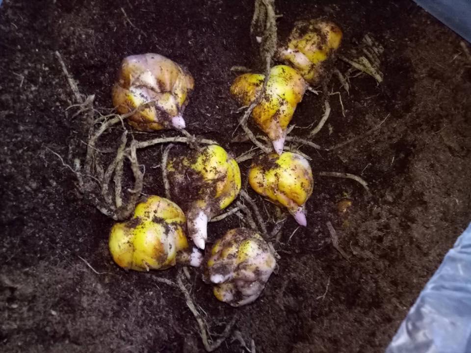 Củ giống hoa ly lùn hoa màu trắng