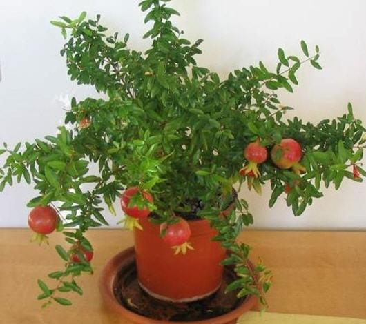 Gói 15 Hạt giống Lựu Lùn Đỏ, Sai Quả (tặng gói kích nẩy mầm và hướng dẫn)