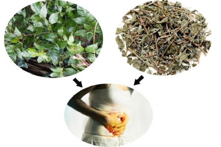 Chè dây rừng 1kg khô