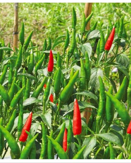 Combo 5 gói hạt giống Ớt chỉ thiên