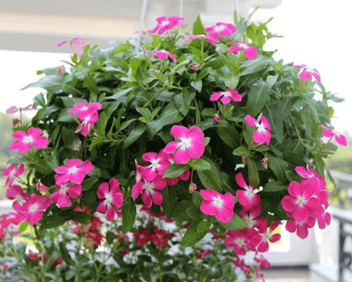 Gói 50 Hạt giống Dừa cạn Hồng (tặng gói kích nẩy mầm và hướng dẫn)