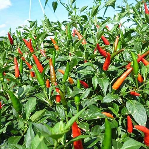 Hạt giống ớt chỉ thiên chùm loại dễ trồng. túi 30 hạt