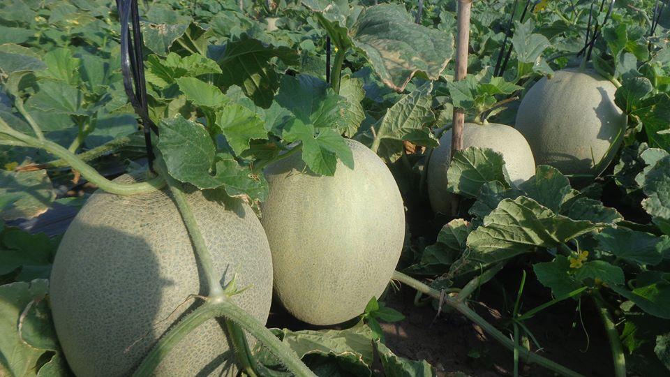 Green Melon Seeds (Pack of 100 Seeds)