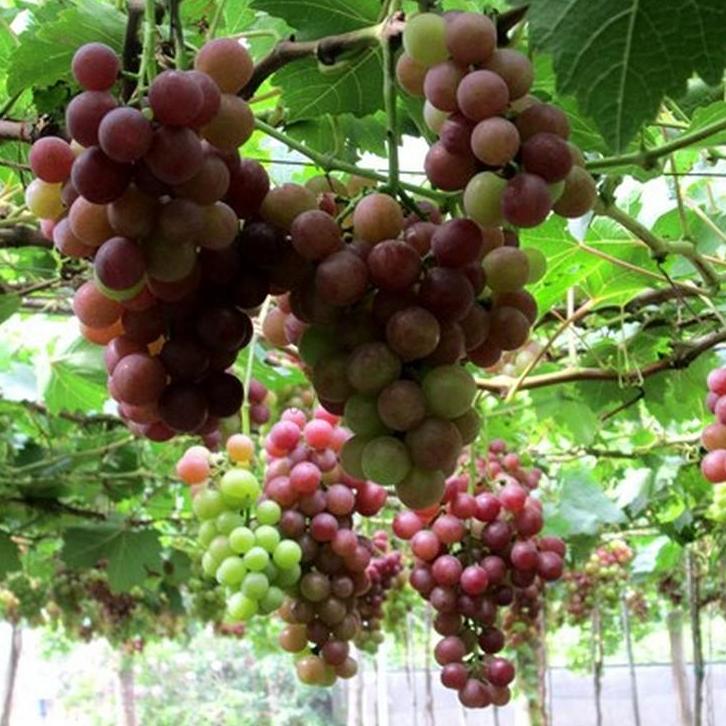 Gói 10 Hạt giống Nho pháp (tặng gói kích nẩy mầm và hướng dẫn)
