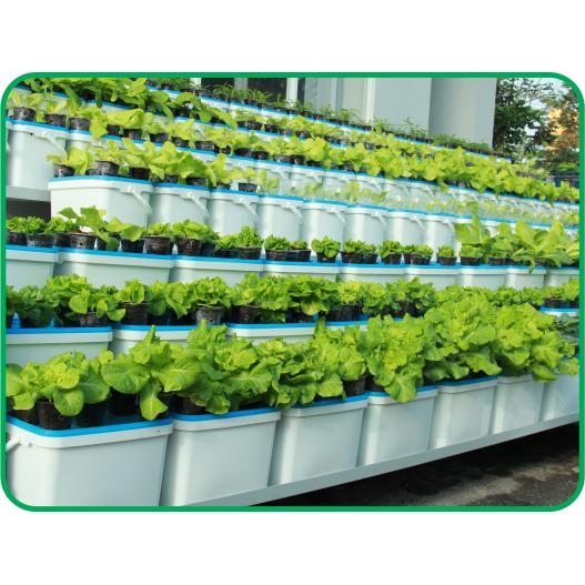 Bộ thùng thủy canh trồng RAU ĂN LÁ - Growbox Leafy
