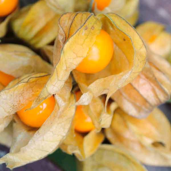 Hạt Giống Anh Đào Đất - 50 hạt