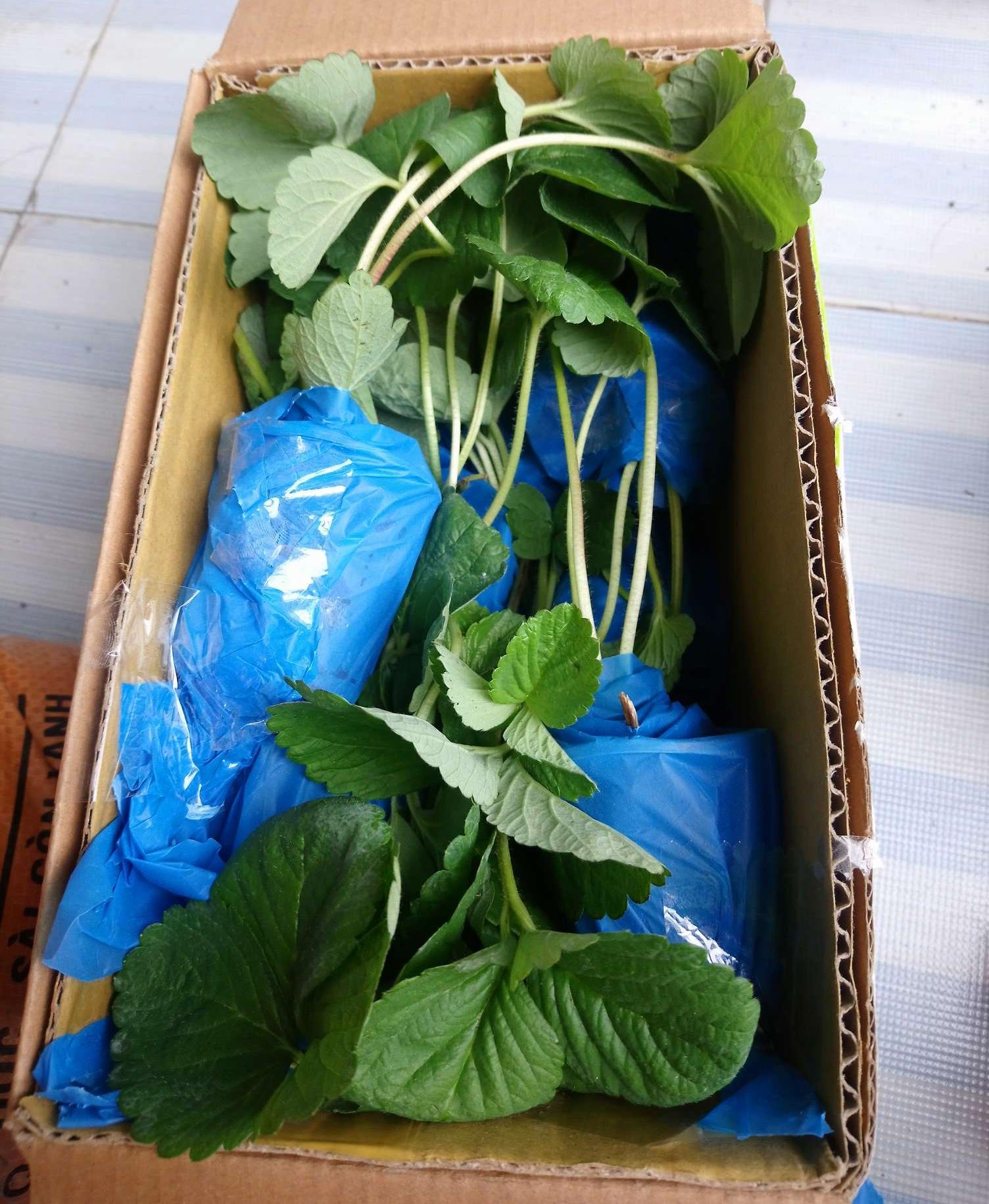 Cây ngó dâu tây chịu nhiệt