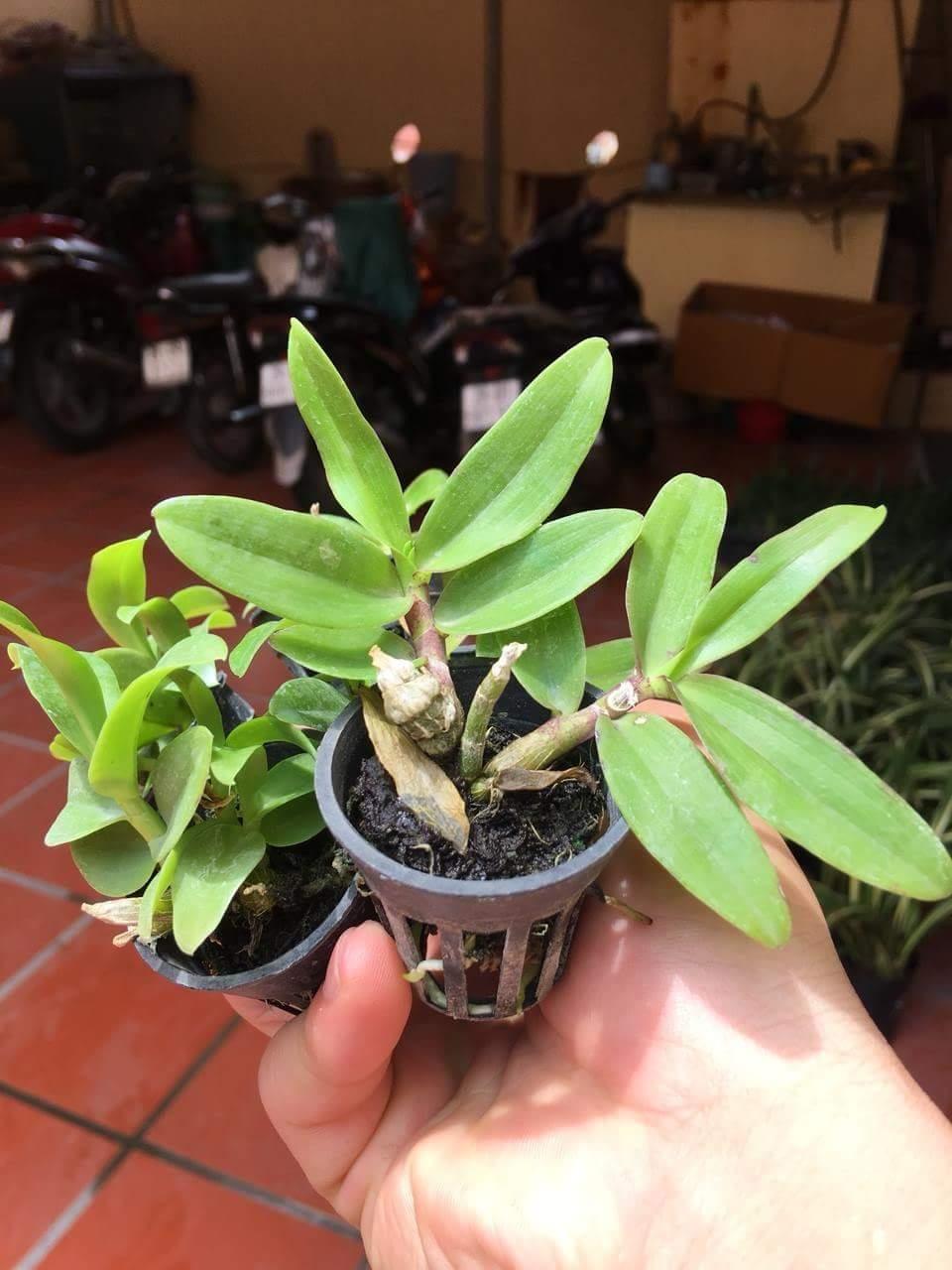 Trầm rừng cốc giống