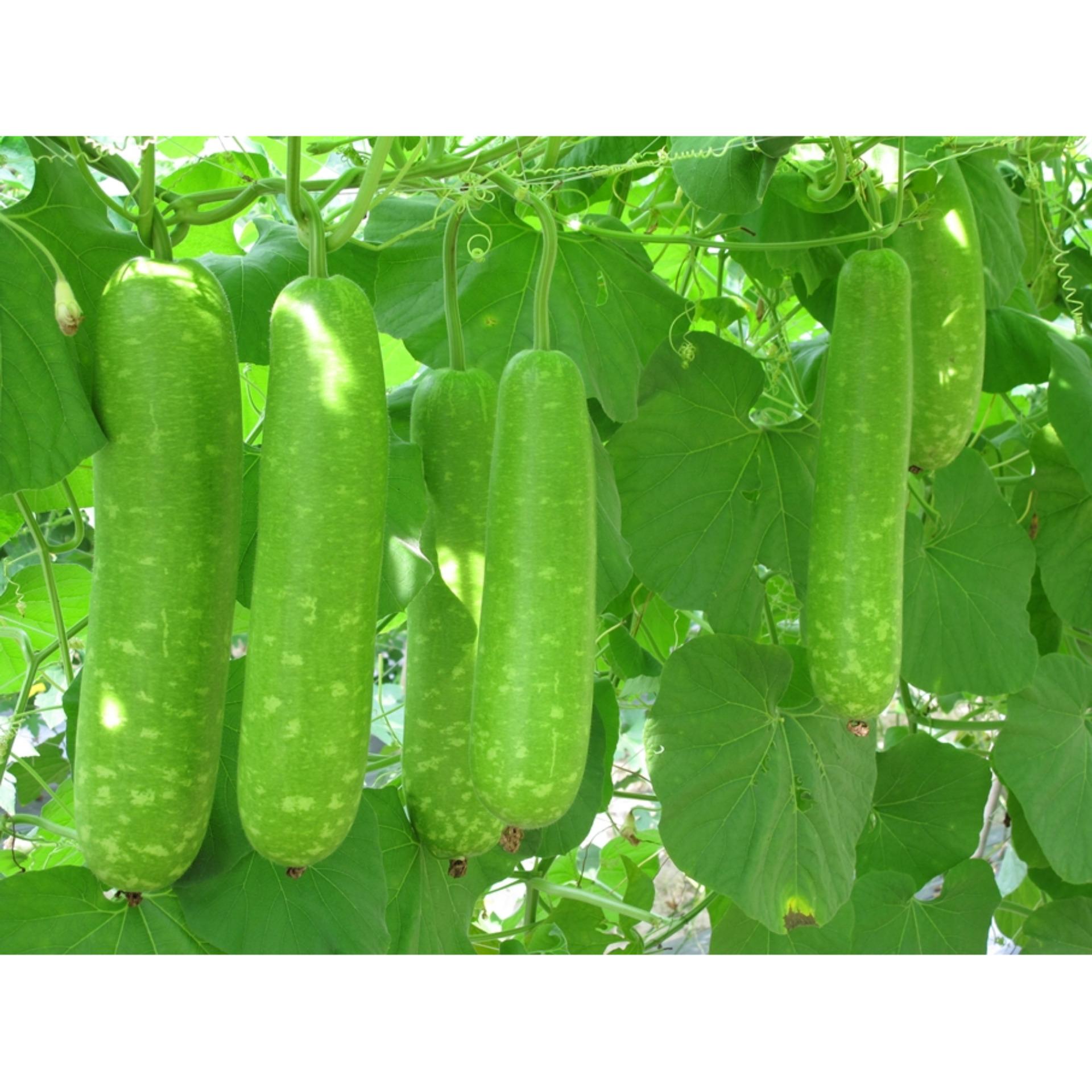 Hạt giống BẦU LAI F1