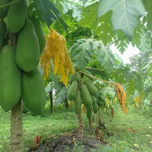 Hạt Giống Đu Đủ Lùn Siêu Quả Loại Dễ Trồng. Túi 5 Hạt