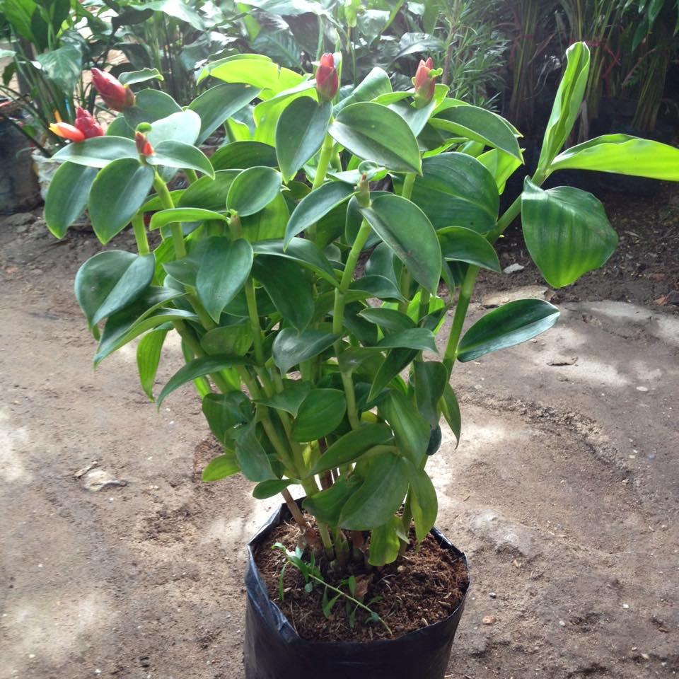Cây Phước Lộc Thọ