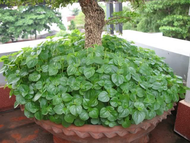 Hạt giống Rau Càng cua (0.5g)