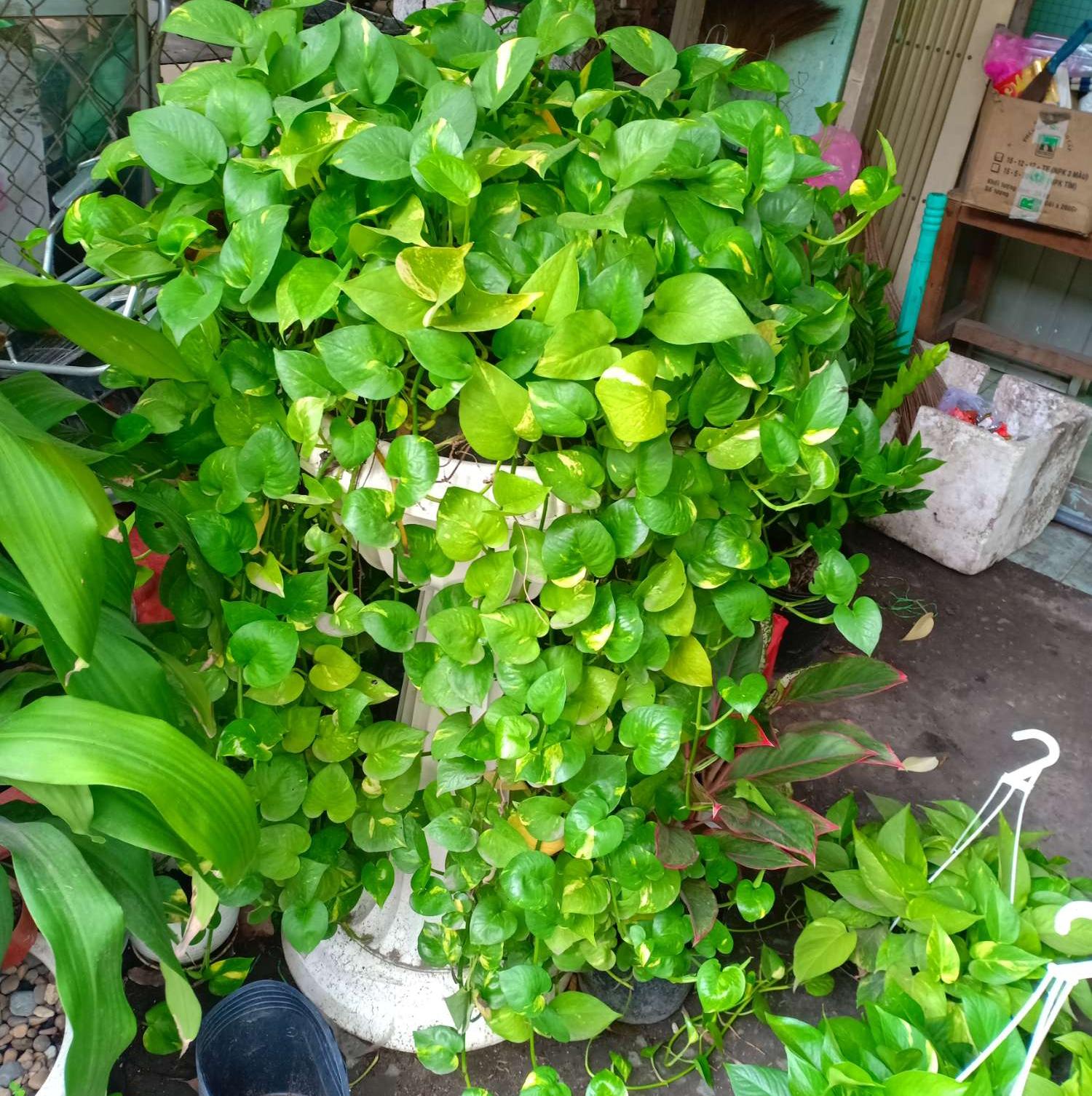 [HCM]Trầu Bà Ta - Trầu Bà Thái Lan