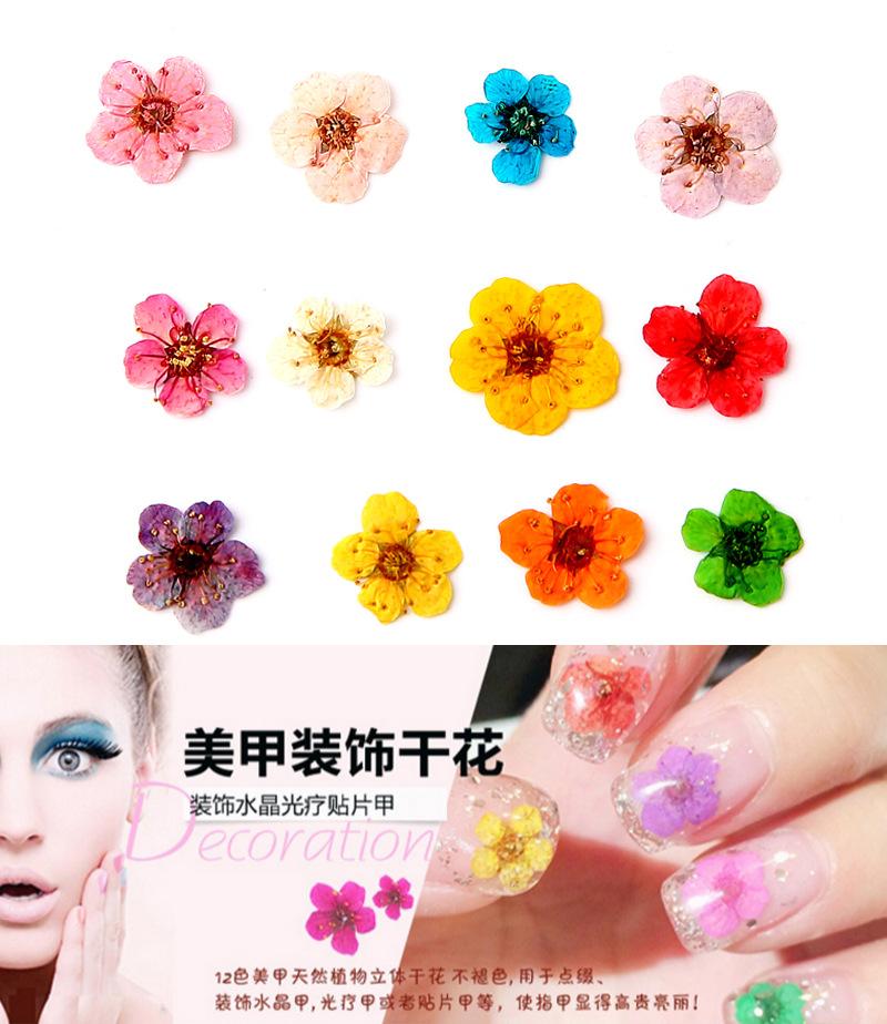 Khay 12 loai Hoa khô trang trí móng 3D