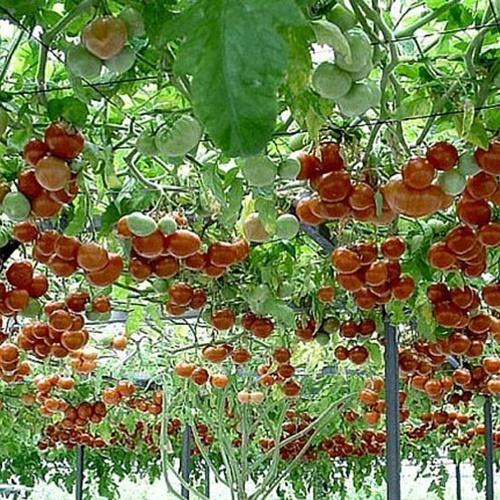 Hạt Giống Cà Chua Leo Giàn F1 Loại Dễ Trồng. Túi 10 Hạt
