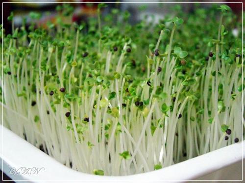 [HCM]Hạt giống cải mầm PN - KLT 1kg .
