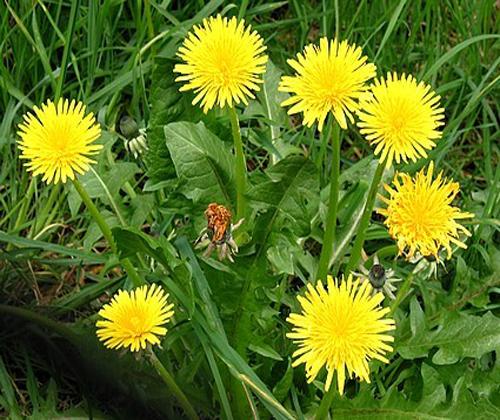Gói 50 Hạt giống Hoa Bồ Công Anh (tặng gói kích nẩy mầm và hướng dẫn)