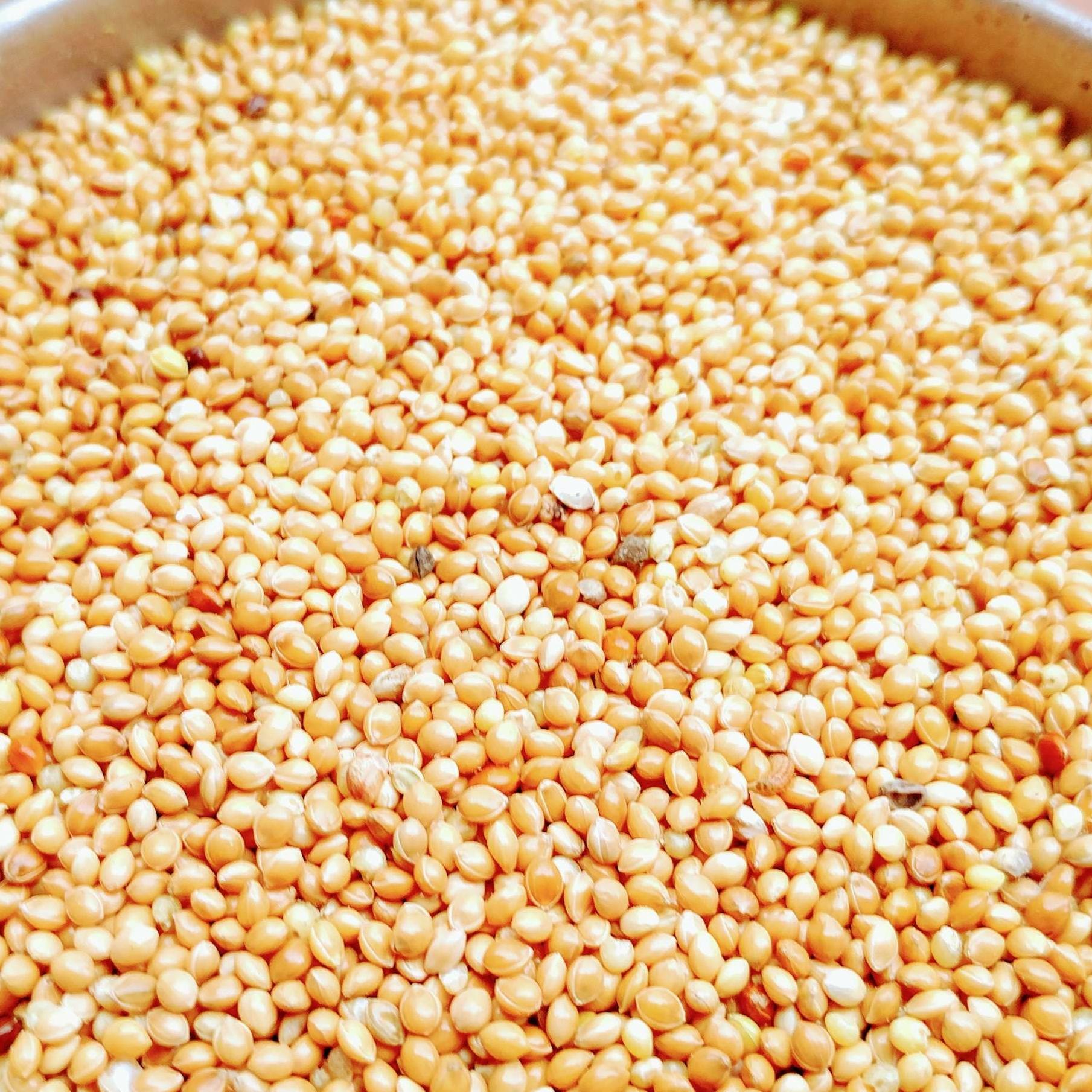 Hạt kê nếp - túi 1kg