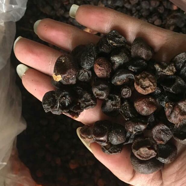 Quả mắc mật khô 1kg.