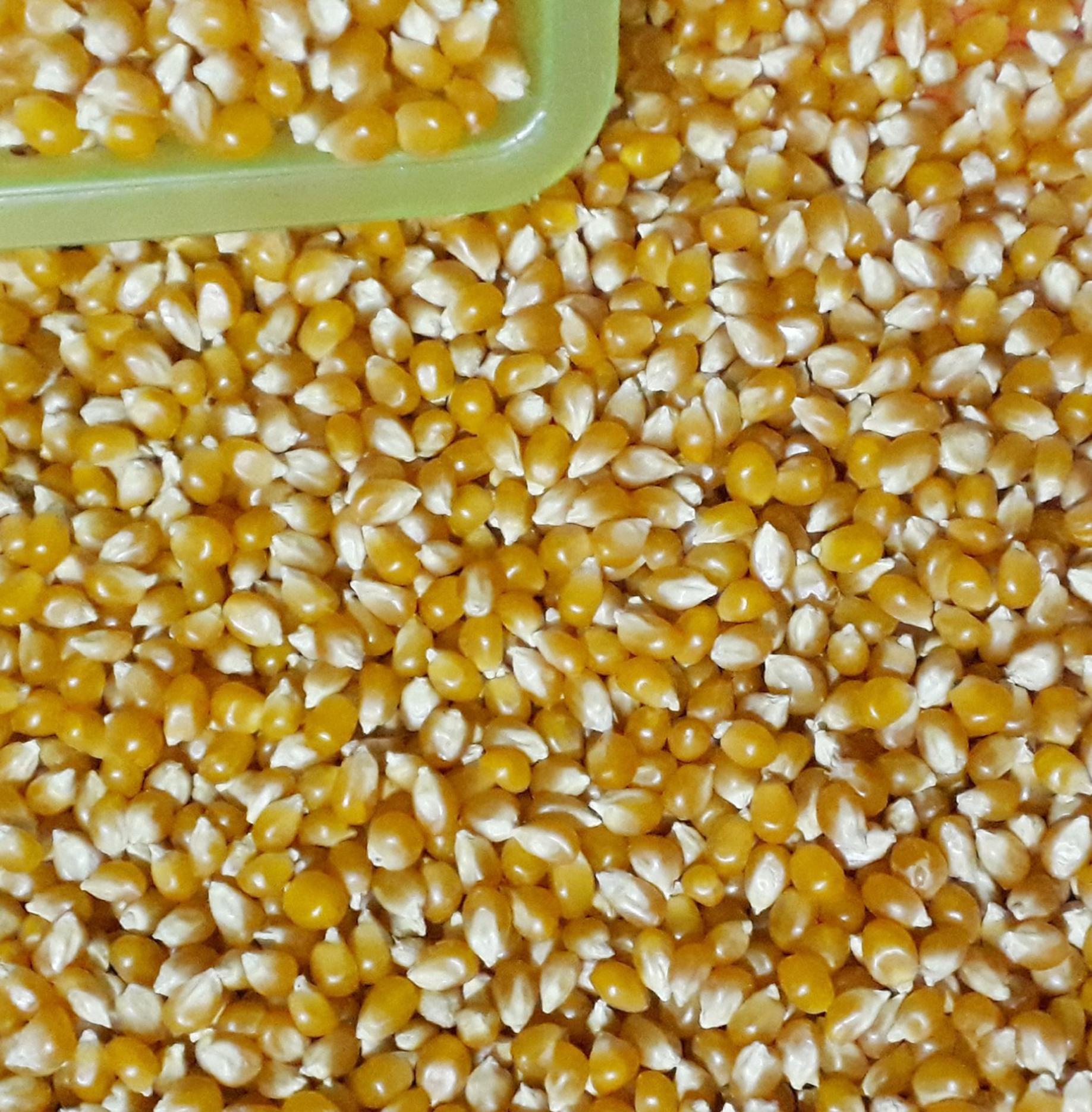 Túi ngô mỹ dùng nổ bắp rang bơ 1kg