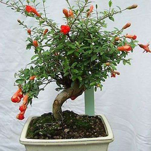 Hạt Giống Lựu Lùn Bonsai Loại Siêu Dễ Trồng. Túi 10 Hạt