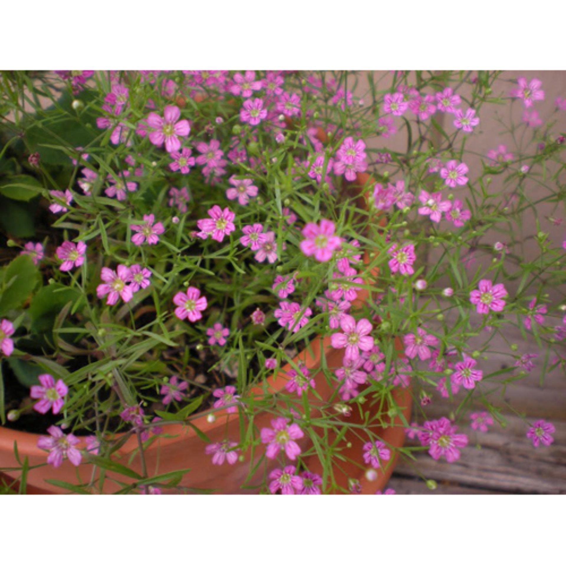 Hạt giống Hoa Baby hồng (100 hạt)