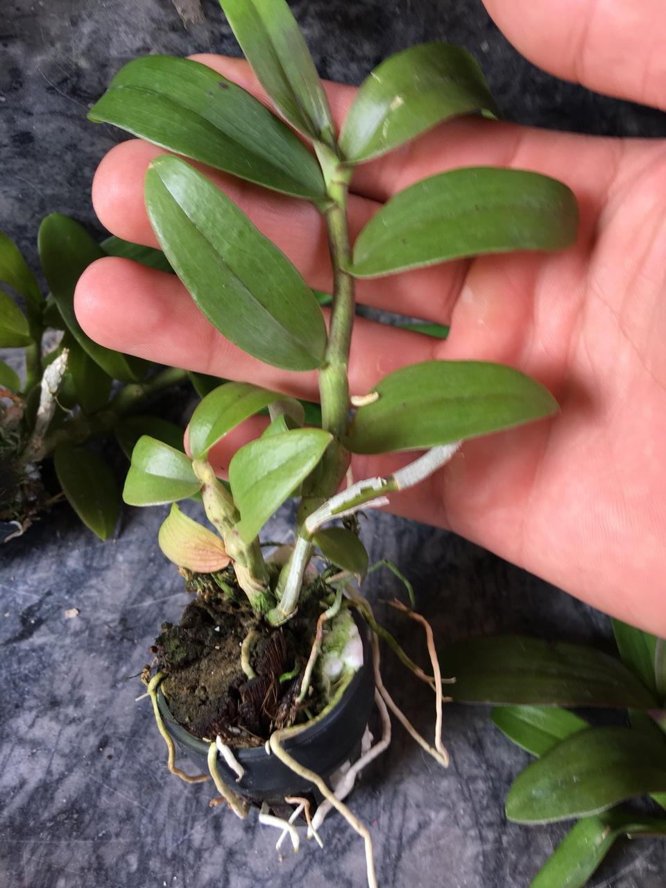 Phi điệp rồng lửa (pháp lai trầm)