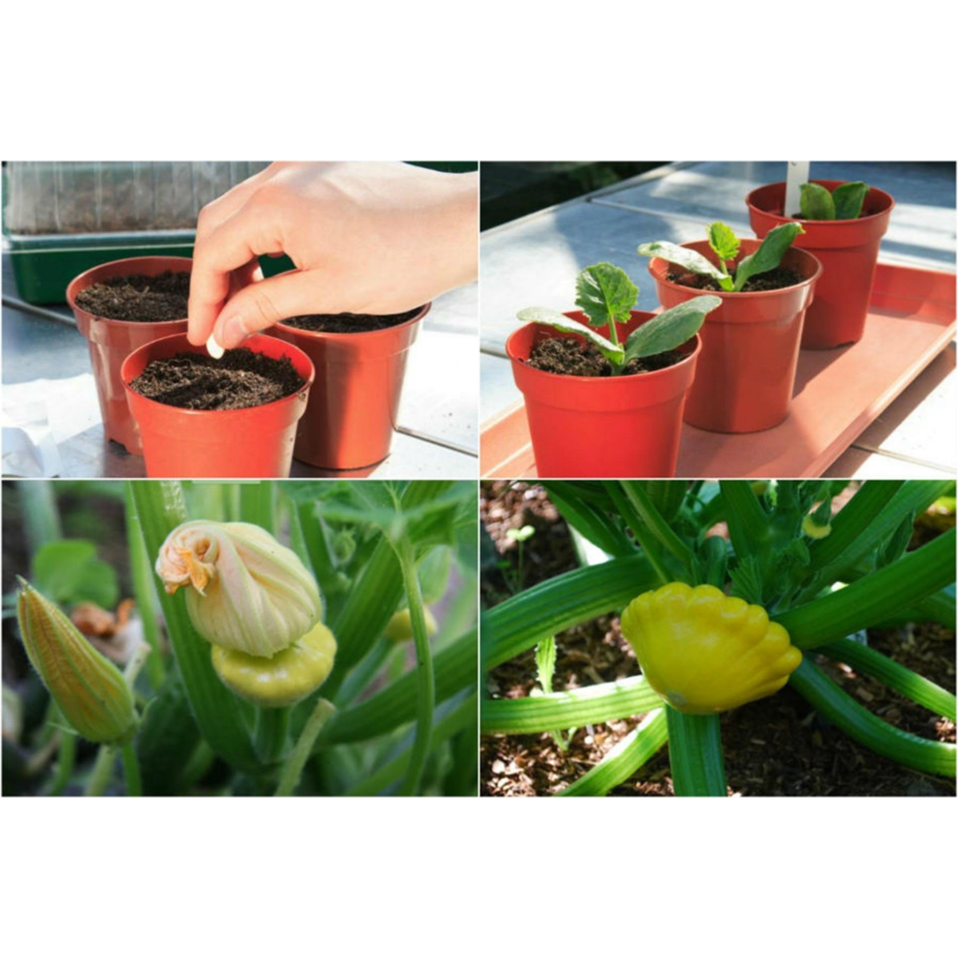 Hạt giống Bí đĩa bay mini