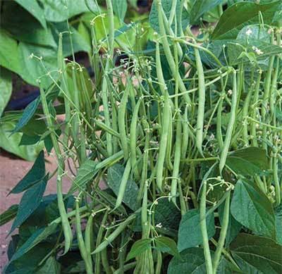 Gói 20g Hạt giống Đậu Cove Lùn (tặng gói kích nẩy mầm và hướng dẫn)
