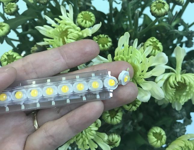 Combo 50 Led Luxeon 1W HG, không đế