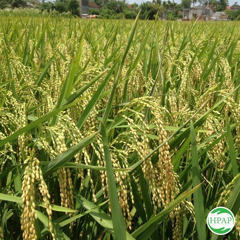 Gạo Dẻo Vừa Long An Túi 5kg