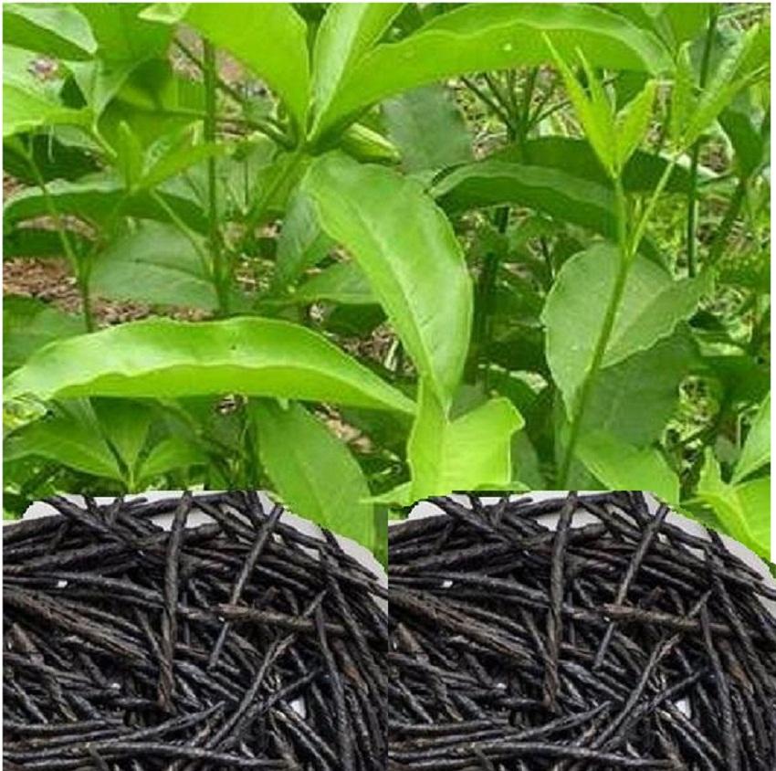 Trà Đắng Cao Bằng   - Thảo Lộc  túi 100g