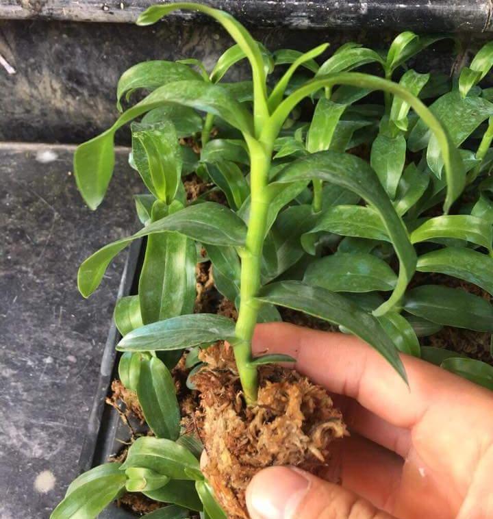 Trầm rồng đỏ
