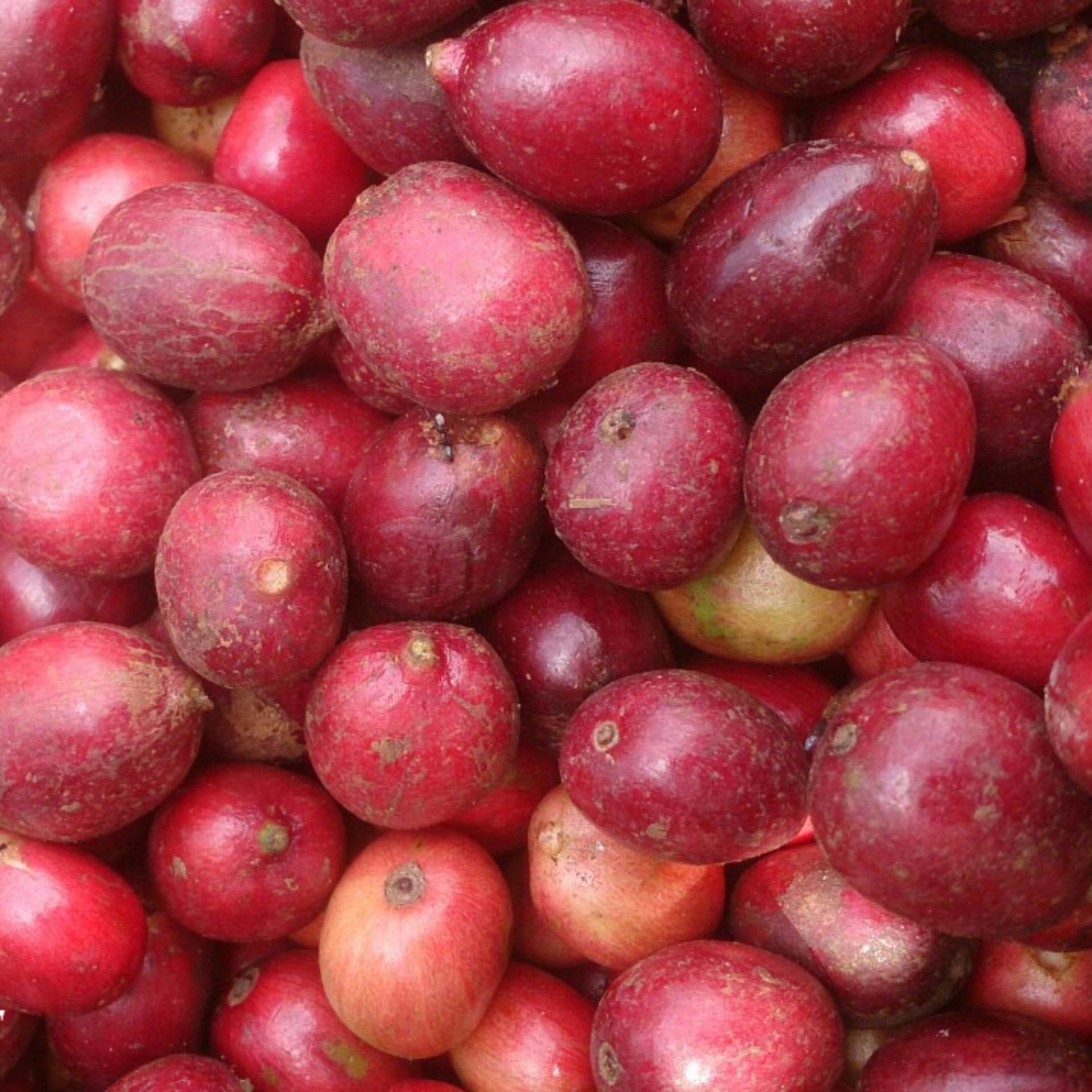 Roased coffee beans