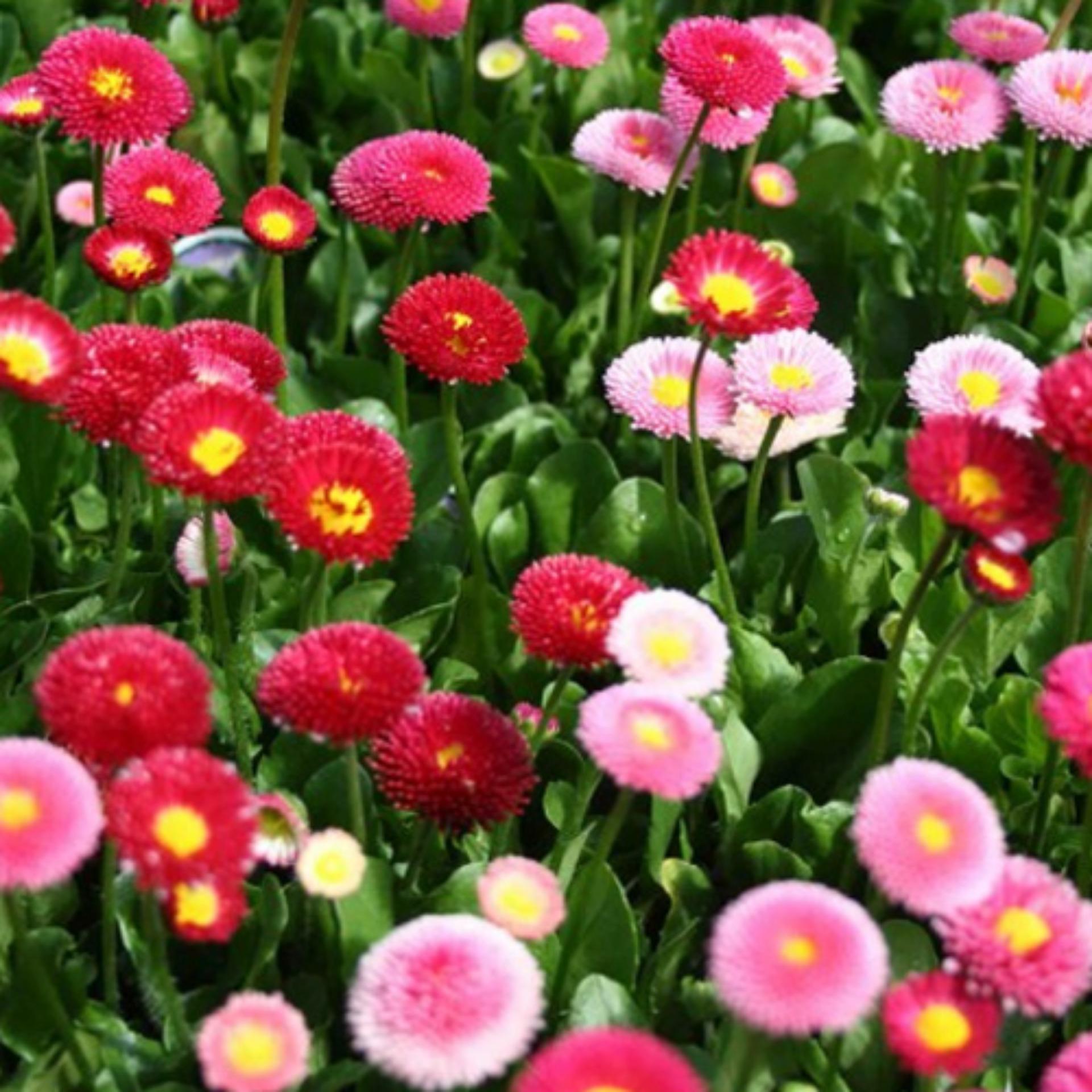 Hạt giống hoa Cúc Anh mix