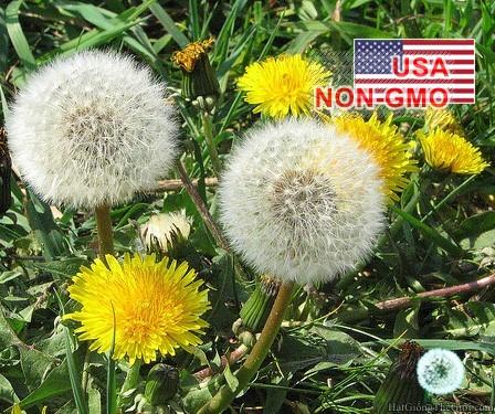 100h Hạt Giống Rau Bồ Công Anh (A2.401| C10*V45*M198)