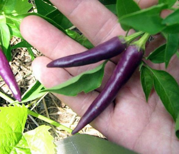 Combo 3 gói hạt giống Ớt tím
