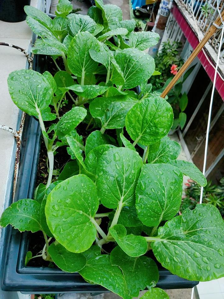 Hạt Giống cải bẹ Trắng