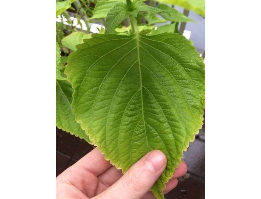 Hạt giống lá vừng (mè ) Hàn Quốc - 0.5gr