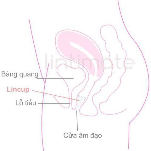Cốc nguyệt san Vivacup màu tím, size L